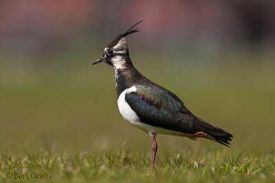 Lapwing - Kievit - ameland