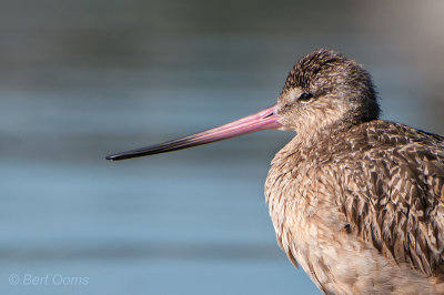 Limosa fedoa - Marbled Godwit - Marmergrutto