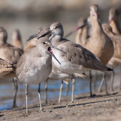 Tringa semipalmatus - Willet PSLR-1217.jpg