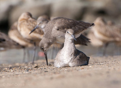 Tringa semipalmatus - Willet PSLR-1190.jpg