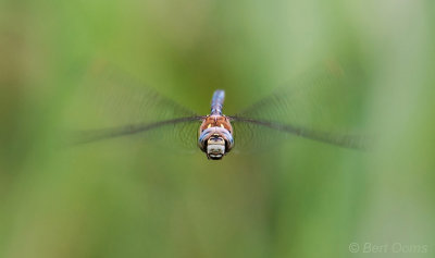 Migrant Hawker - Paardenbijter