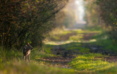 Ree - Roe Deer Bargerveen PSLR -3618.jpg