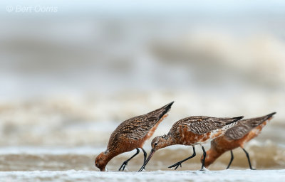 Bar-tailed Godwit - Rosse Ameland grutto PSLR.jpg