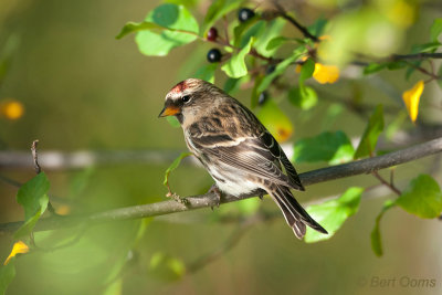 Carduelis flammea - Common Redpoll - Grote barmsijs PSLR-8339.jpg
