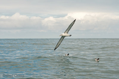 White Capped Albatross PSLR-6479.jpg