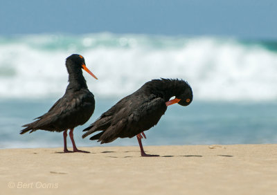 Haematopus moquini - African Black Oystercatcher - Afrikaanse zwarte scholekster PSLR-1874.jpg