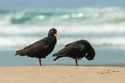 African Black Oystercatcher PSLR-1882.jpg