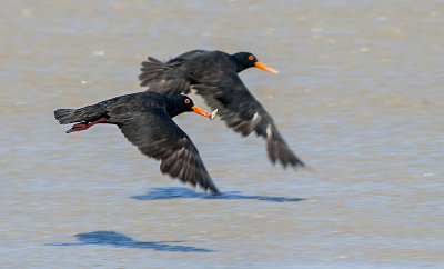 African Black Oystercatcher PSLR-1894.jpg