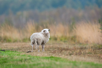 Heideschaap -  Moor Sheep PSLR-8678.jpg