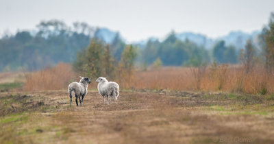 Heideschaap - Moor Sheep PSLR-8679.jpg