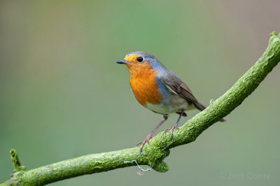 Erithacus rubecula-   European Robin- Roodborst PSLR-8867.jpg