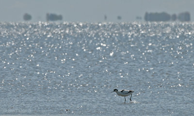 Avocet - Kluut  Ameland PSLR-4529.jpg