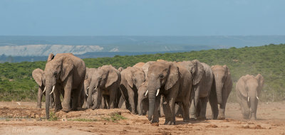 African Elephant PSLR-2085.jpg