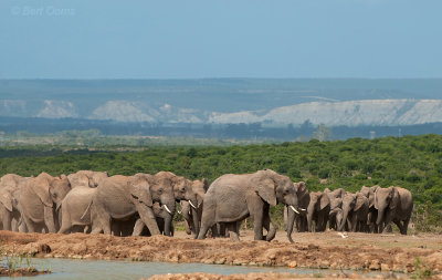 African Elephant PSLR-2082.jpg