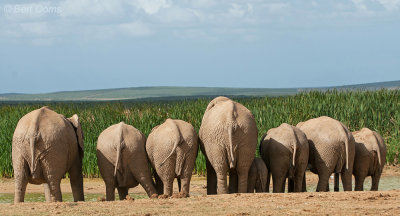 African Elephant PSLR-2090.jpg