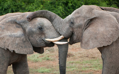 African Elephant PSLR-2187.jpg