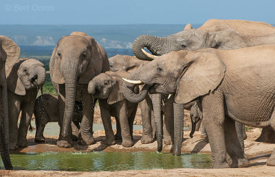 African Elephant PSLR-2091.jpg