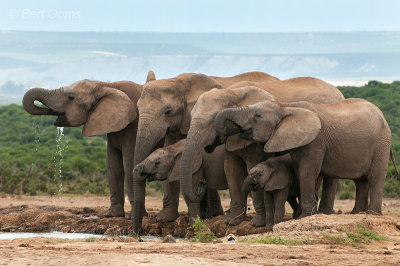 African Elephant PSLR-2133.jpg