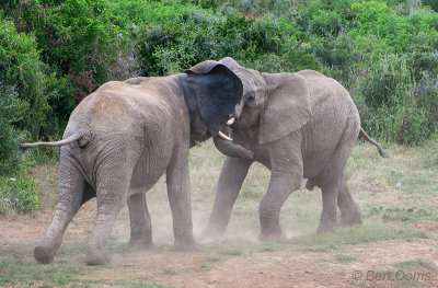 African Elephant PSLR-2191.jpg