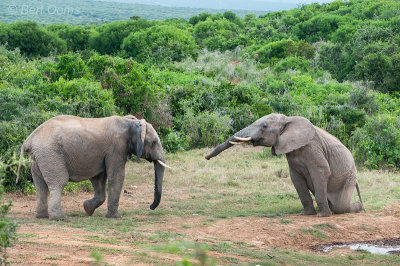 African Elephant bulls playing