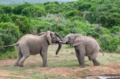 African Elephant PSLR-2193.jpg