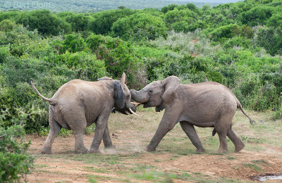 African Elephant bulls playing