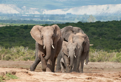 African Elephant PSLR-2229.jpg