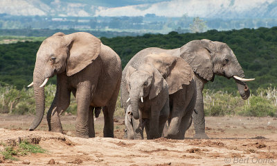 African Elephant PSLR-2230.jpg