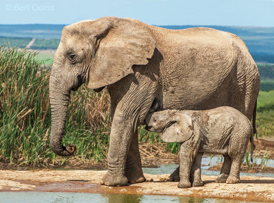 African Elephant KPSLR-2242.jpg