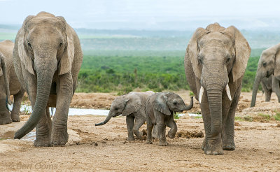 African Elephant KPSLR-2205.jpg