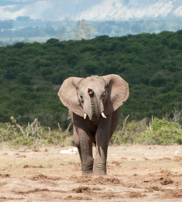 African Elephant PSLR-2228.jpg