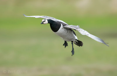 Barnacle Goose - Brandgans Ameland PSLR-4820.jpg