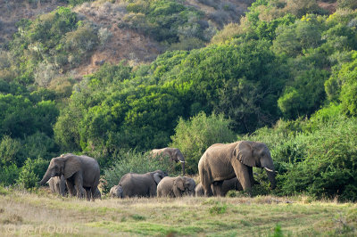 African Elephant  PSLR-2543.jpg