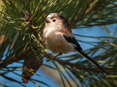 Aegithalos caudatus - Long-tailed Tit - Staartmees  PSLR-9693.jpg