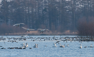 Bewick's Swan - Kleine zwaan PSLR-9665.jpg