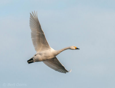 Bewick's Swan - Kleine zwaan - Cygnus bewickii PSLR-9769.jpg