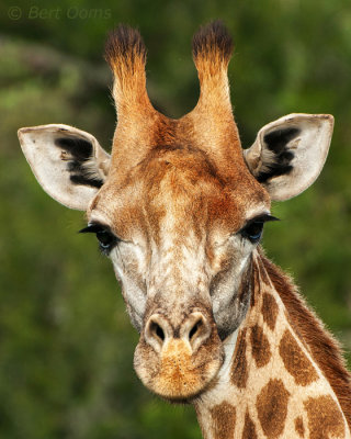 More giraffes