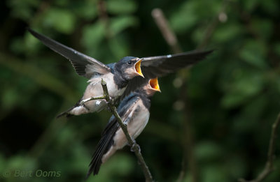Hirundo rustica -Barn Swallow -Boerenzwaluw PSLR-6016.jpg