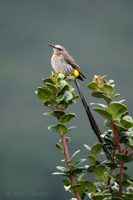 Cape Sugarbird - Promerops cafer PSLR-0109.jpg