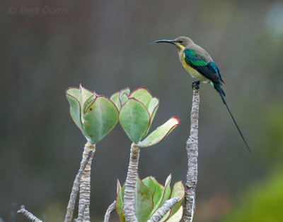 Malachite Sunbird - Nectarinia famosa in eclipse plumage  PSLR-0240.jpg