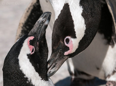 Spheniscus demersus - African Penguin - Zwartvoet pinguïn