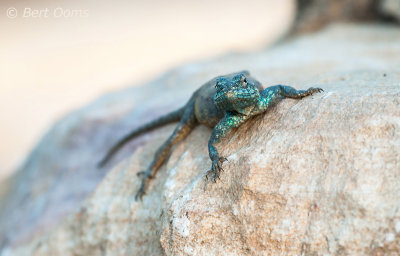 More Rock Agama's