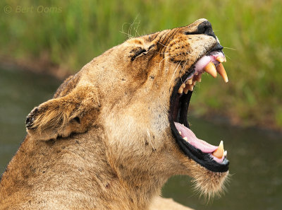 Yawning Lioness PSLR-1380