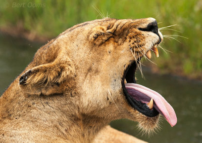 Yawning Lioness PSLR-1377.jpg
