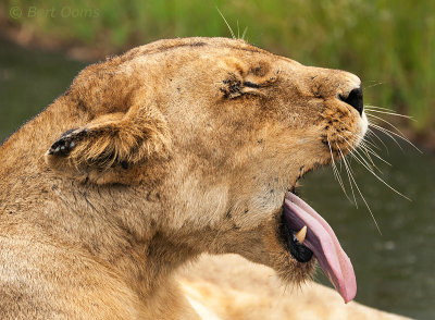 Yawning Lioness PSLR-1373.jpg