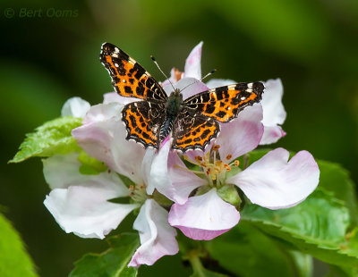 Landkaartje - Map Butterfly PSLR-3268.jpg