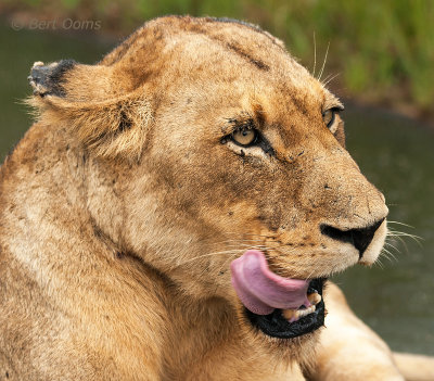 Lioness licking her lips PSLR-1383.jpg