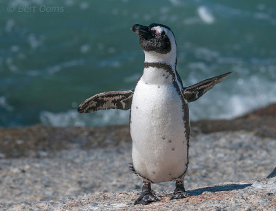 Spheniscus demersus - African Penguin - Zwartvoet pinguïn