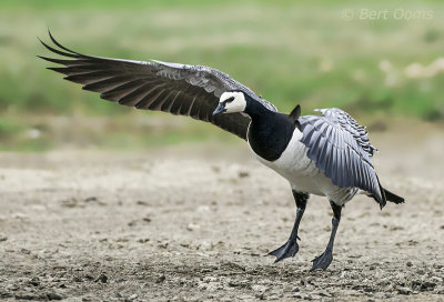 Barnacle Goose - Brandgans Ameland PSLR-4822.jpg