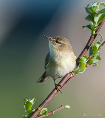 Phylloscopus trochilus - Willow Warbler - Fitis  PSLR-3125.jpg